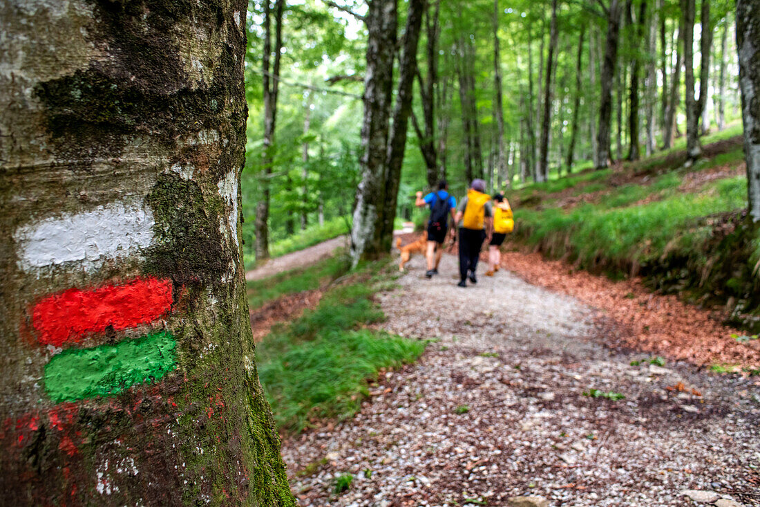 Lizarrusti park, Aralar natural park, beech forest Guipuzcoa Navarra, Goierri, Basque Highlands Basque Country, Gipuzkoa, Euskadi Spain, GR path Altxonbide ibilbidea. GR 35