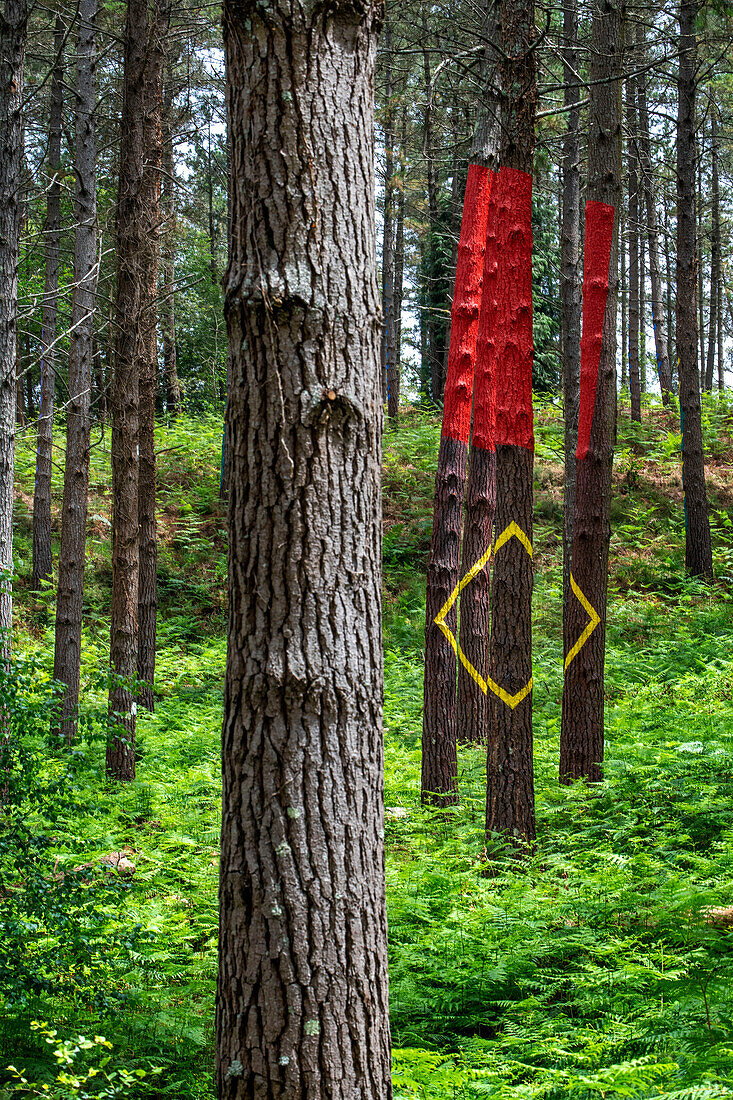 Oma Forest is a work of art by Agustin Ibarrola, a Basque sculptor and painter, in the natural reserve of Urdaibai, Oma, Vizcaya, Basque country Euskadi, Spain