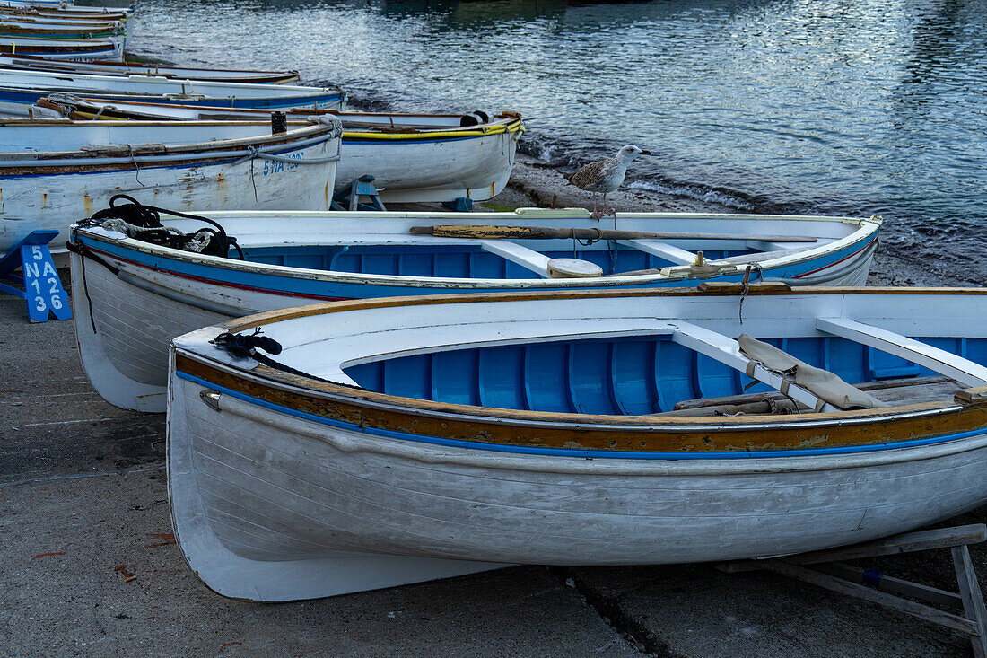 Immature Mediterranean Gull, Ichthyaetus melanocephalus, perched on a rowboat on Capri, Italy.