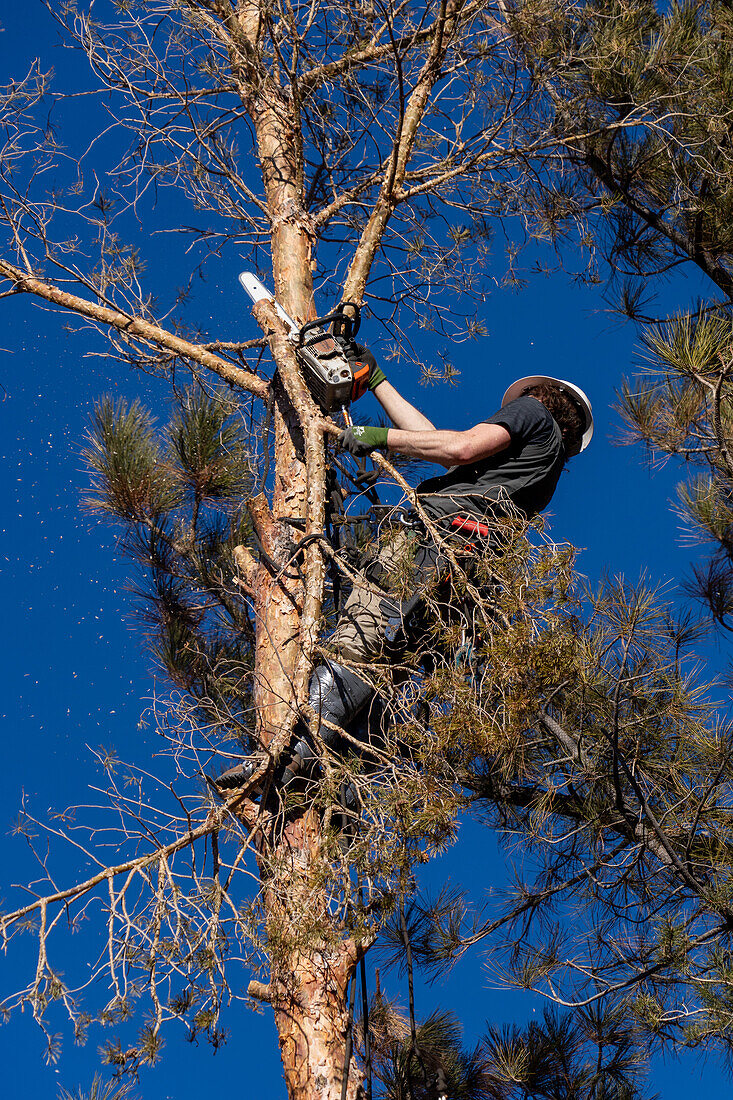 A tree surgeon uses a chain saw to cut off the branches of a tree before cutting it down.