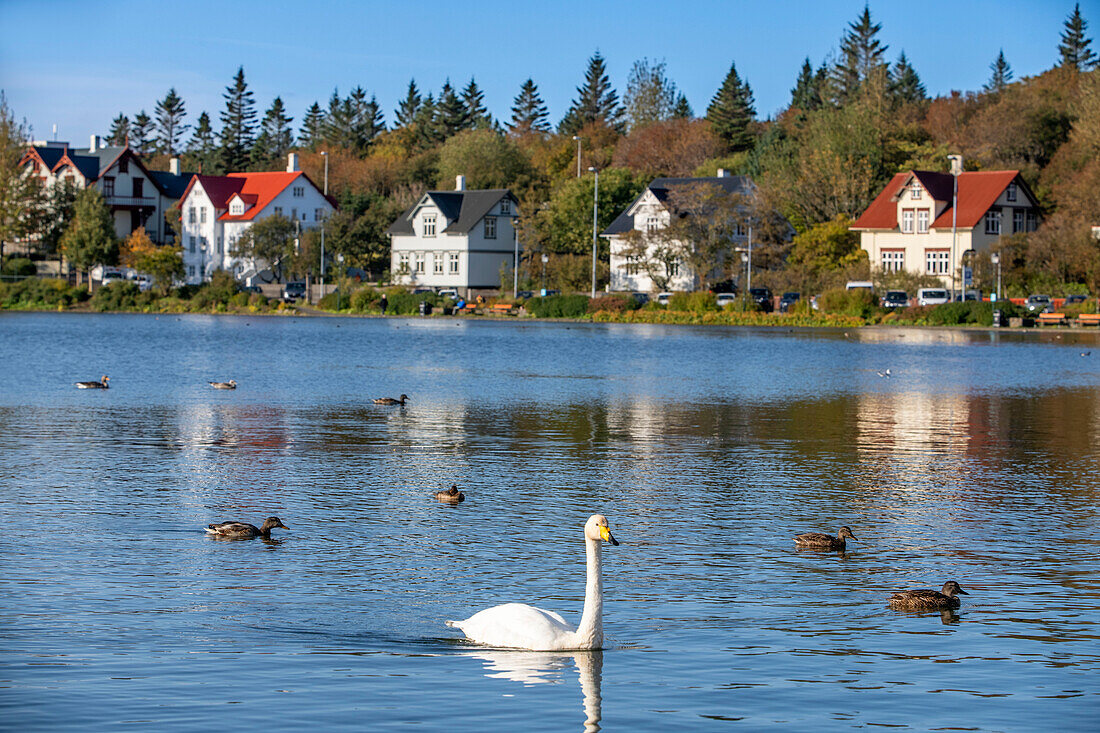 Ducks and geese swimming at the Tjornin lake in Reykjavik. Iceland