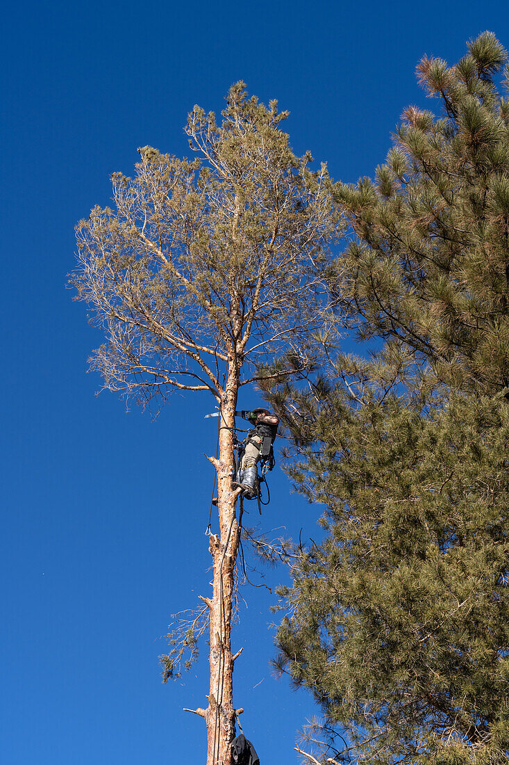 A tree surgeon saws off the branches of a tree before cutting it down.