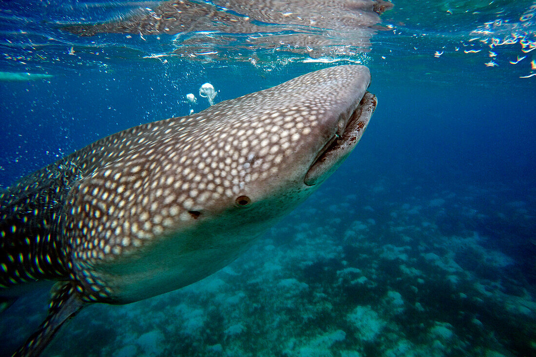 Close-Up Of A Whale Shark Rhincodon Typus at Oslob Cebu, Central Visayas, Philippines.