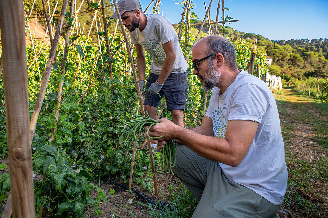 Felder mit regenerativer Landwirtschaft in San Pol de Mar, Ferrer Sustainability Foundation, Barcelona, Spanien, Europa. Die Ferrer Sustainability Foundation ist eine gemeinnützige Organisation, deren Ziel es ist, Leben zu verändern und durch sozialen Zusammenhalt und Umweltschutz auf eine gerechtere und fairere Gesellschaft hinzuarbeiten. Wir führen unsere Arbeit durch zwei Hauptprojekte durch: Ferrer for Food und Green for Good, mit denen wir die größtmögliche Wirkung zum Wohle der Menschen und des Planeten erzielen wollen.