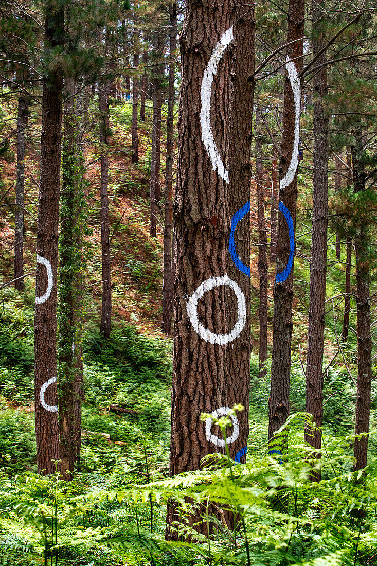 Oma Forest is a work of art by Agustin Ibarrola, a Basque sculptor and painter, in the natural reserve of Urdaibai, Oma, Vizcaya, Basque country Euskadi, Spain