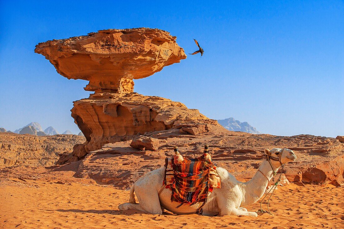 Weißes Kamel vor dem Pilzfelsen in Al Fetra Wadi Rum, Jordanien