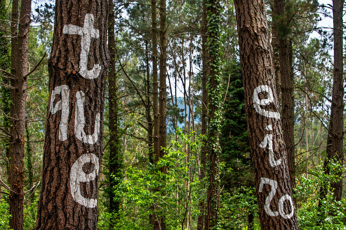 Oma Forest is a work of art by Agustin Ibarrola, a Basque sculptor and painter, in the natural reserve of Urdaibai, Oma, Vizcaya, Basque country Euskadi, Spain