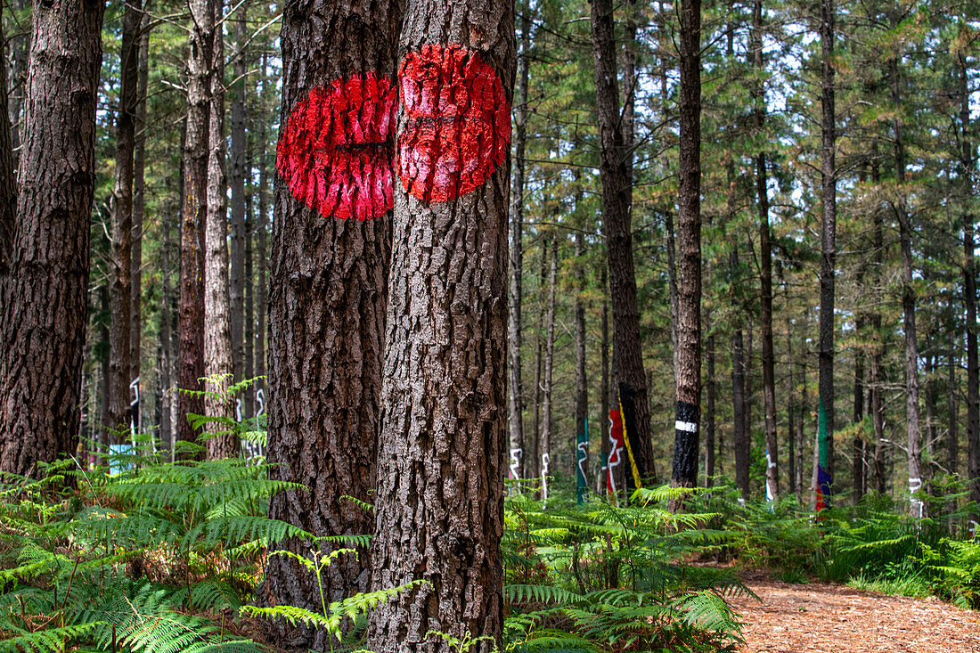 Oma Forest is a work of art by Agustin Ibarrola, a Basque sculptor and painter, in the natural reserve of Urdaibai, Oma, Vizcaya, Basque country Euskadi, Spain