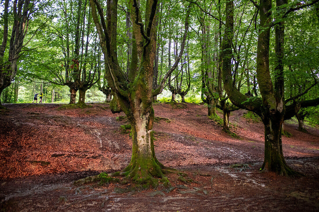 Landscape leafy Otzarreta beech forest in Gorbeia natural park Urkiolagirre, Bizkaia, Euskadi, Basque Country Spain