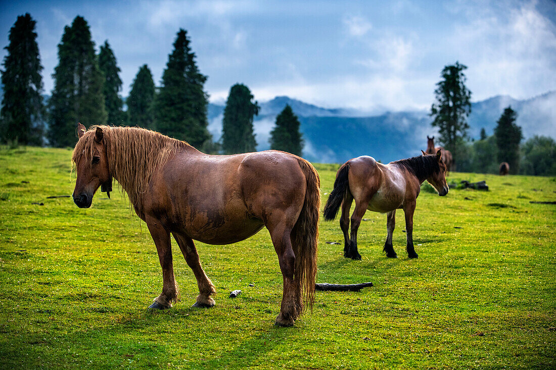 Wild horses in Urkiola natural park Urkiolagirre meadows, Bizkaia, Euskadi, Basque Country Spain