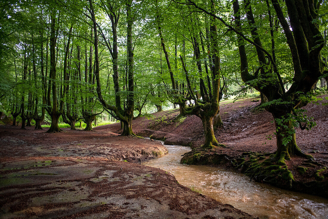 Landschaft mit Buchenwald in Otzarreta im Naturpark Gorbeia, Urkiolagirre, Bizkaia, Euskadi, Baskenland, Spanien