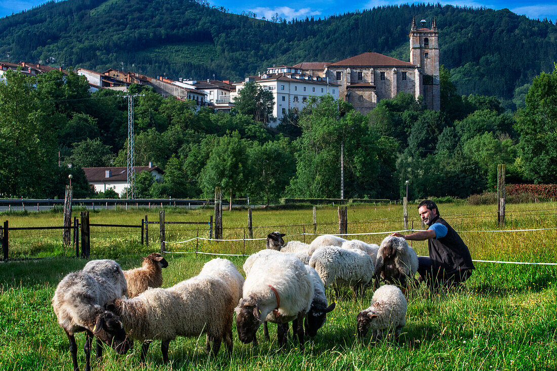 Latxa and Carranzana sheeps for made Idiazábal cheese productor in Ondarre, Goierri, Basque Highlands Basque Country, Euskadi Spain.