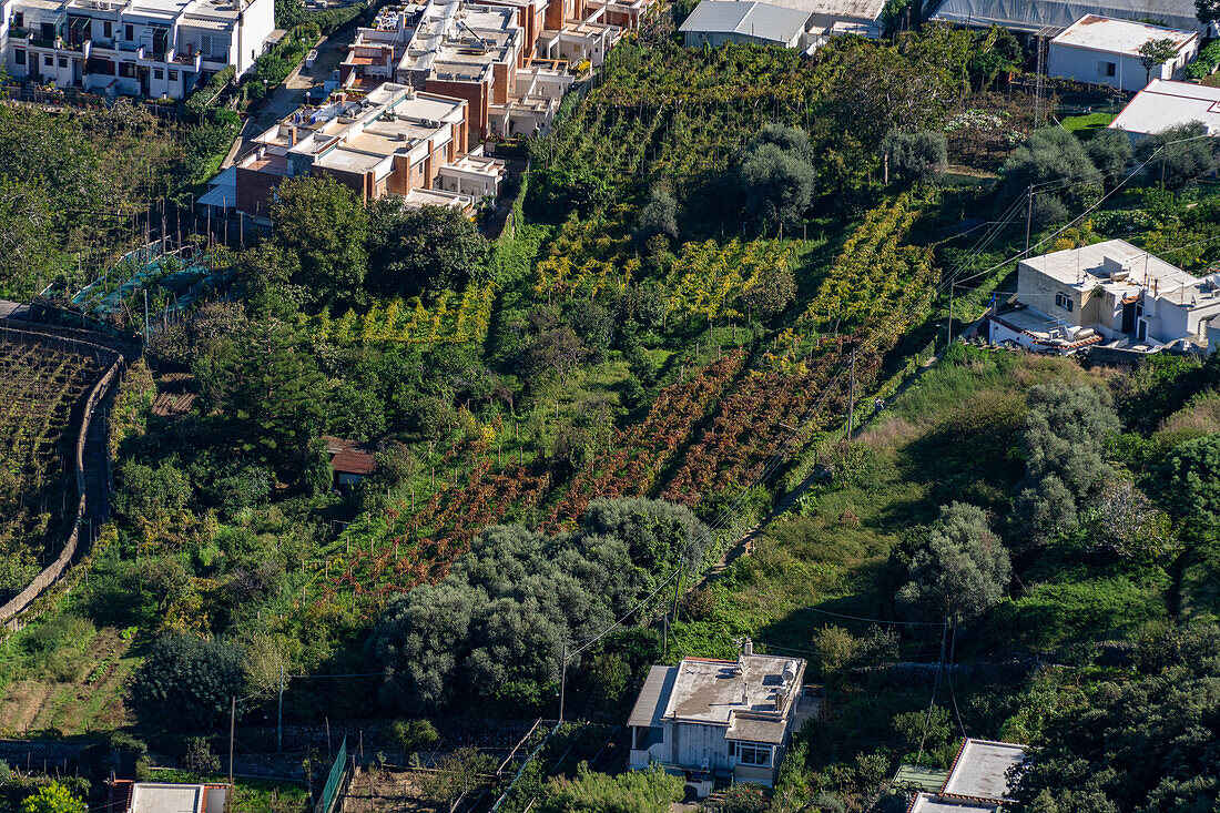 Terrassenförmig angelegte Weinberge und Olivenhaine in der Stadt Capri, der größten Gemeinde auf der Insel Capri, Italien.