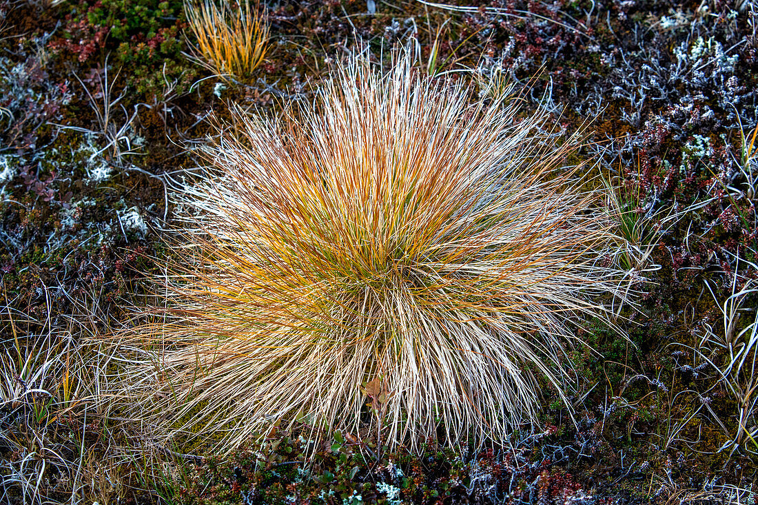 Carex testacea on the tundra in Qaqortoq, formerly Julianehåb, Greenland