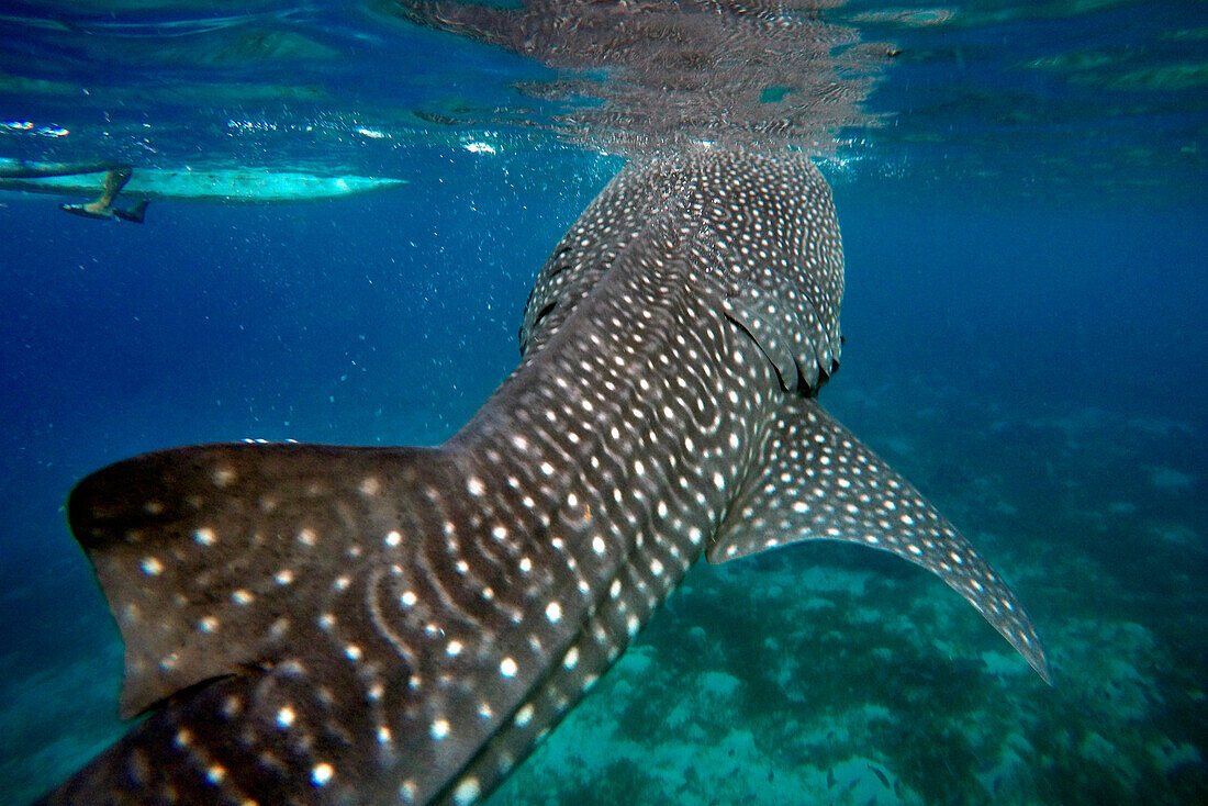 Close-Up Of A Whale Shark Rhincodon Typus at Oslob Cebu, Central Visayas, Philippines.