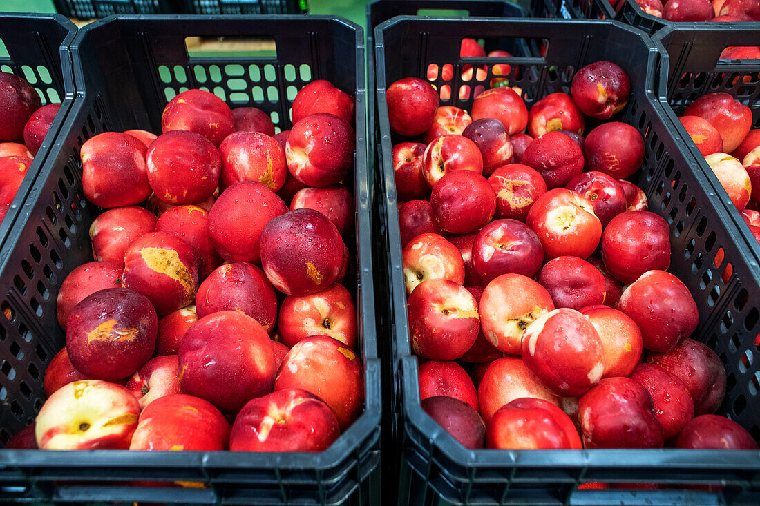 Mercabarna foodback Kreislaufwirtschaft. Abteilung für Obst und Gemüse, in Mercabarna. Zentrale Märkte von Barcelona. Barcelona. Spanien.