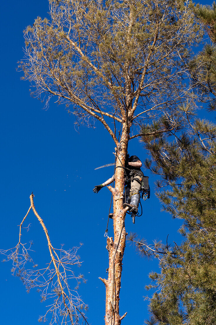 A tree surgeon drops a sawn off branch of a tree before cutting it down.