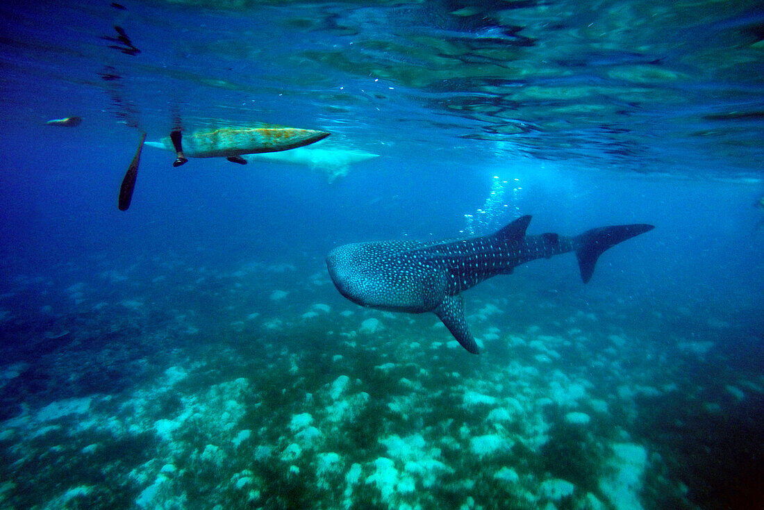 Close-Up Of A Whale Shark Rhincodon Typus at Oslob Cebu, Central Visayas, Philippines.