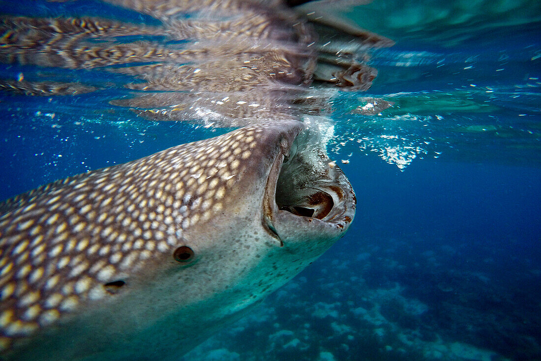 Close-Up Of A Whale Shark Rhincodon Typus at Oslob Cebu, Central Visayas, Philippines.