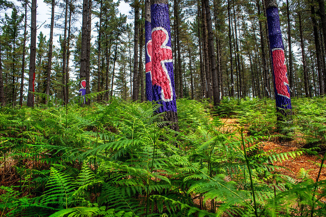 Der Wald von Oma ist ein Kunstwerk von Agustin Ibarrola, einem baskischen Bildhauer und Maler, im Naturschutzgebiet von Urdaibai, Oma, Vizcaya, Baskenland Euskadi, Spanien