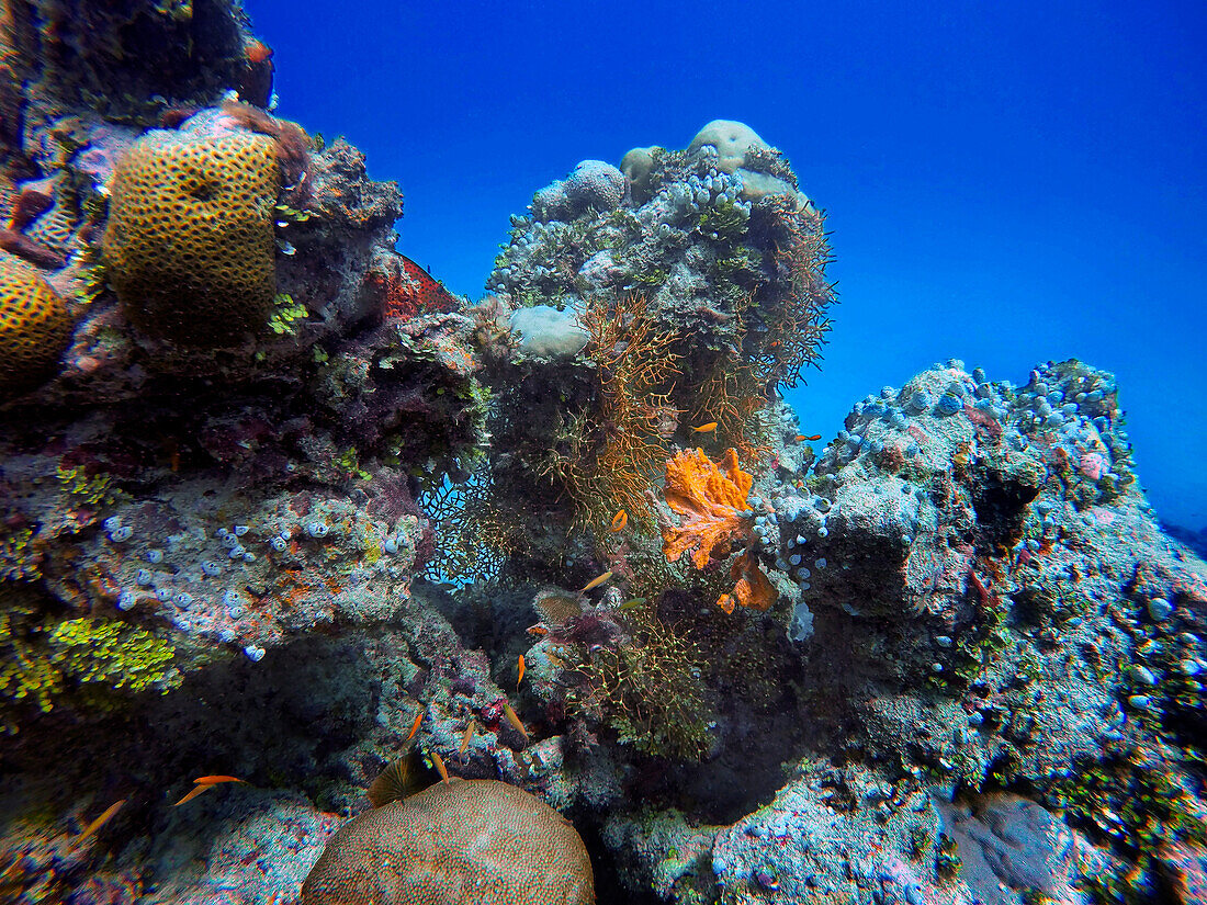 Tauchen mit Korallen und bunten Fischen im Ari-Atoll, Malediven.