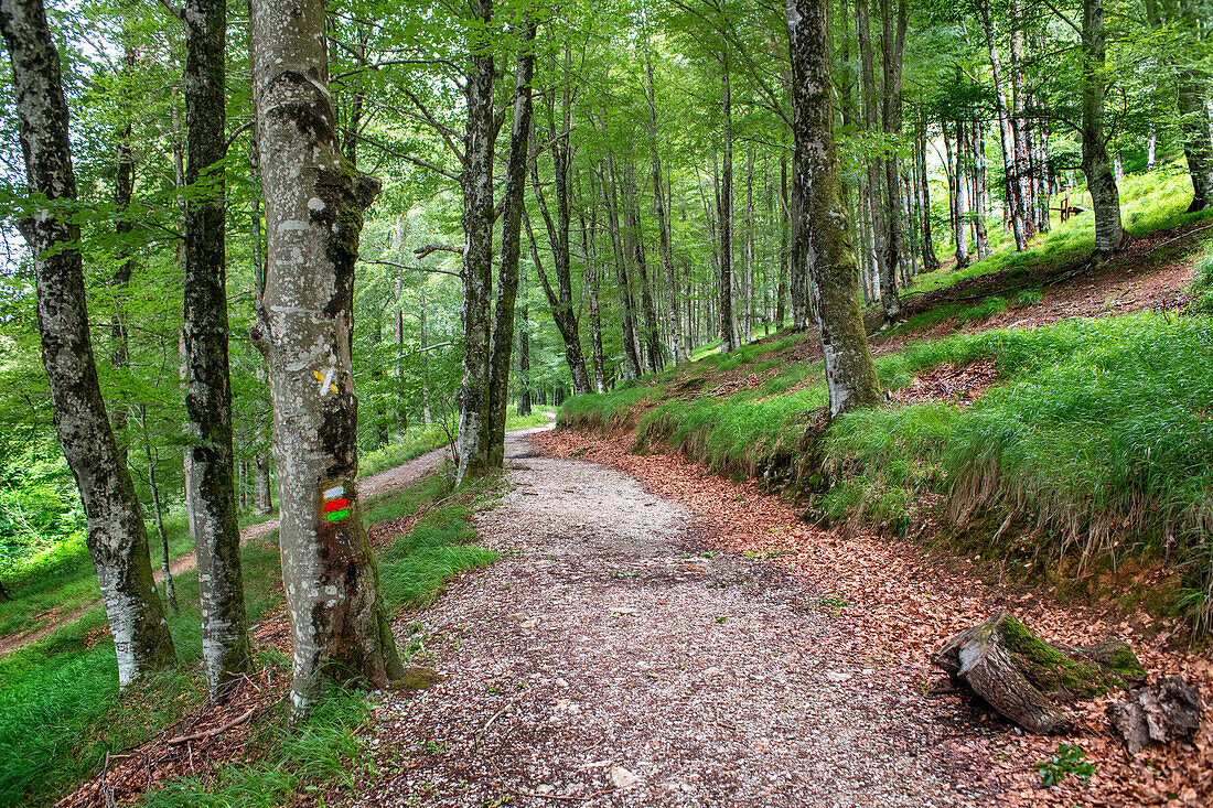 Lizarrusti park, Aralar natural park, beech forest Guipuzcoa Navarra, Goierri, Basque Highlands Basque Country, Gipuzkoa, Euskadi Spain, GR path Altxonbide ibilbidea. GR 35