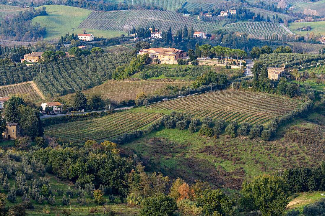 Agricultural land with grape vinyards & olive orchards around San Gimignano, Italy.