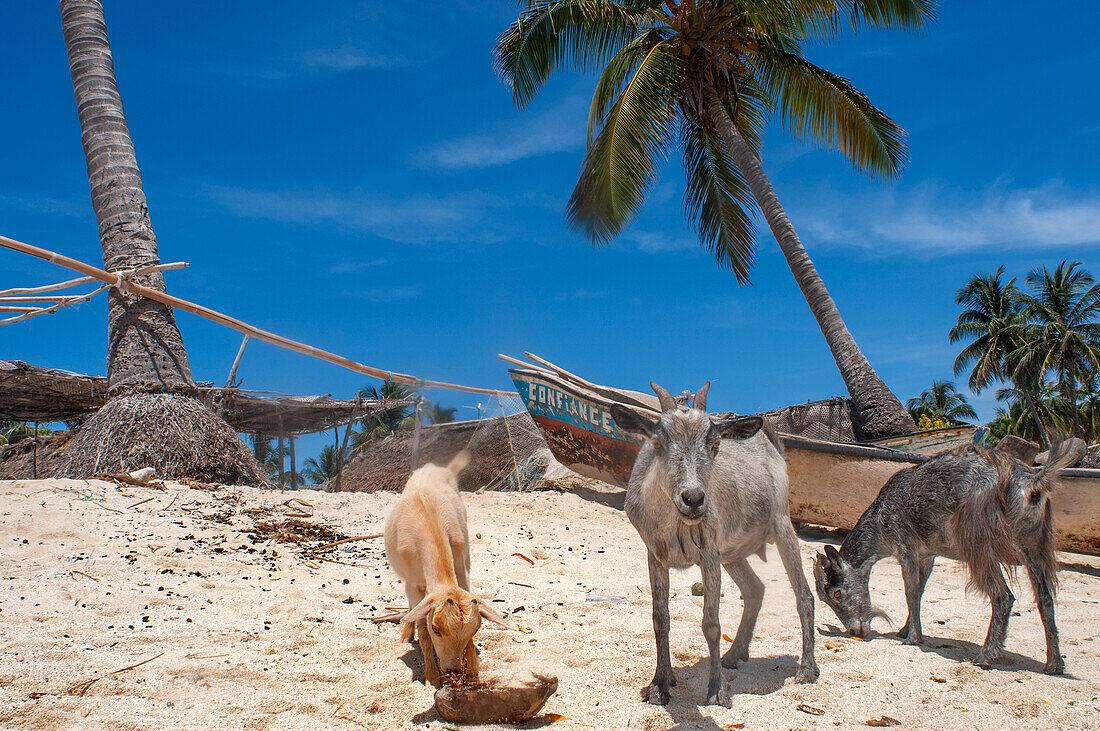 Fishermen boats and goats in Cayes-à-L’eau, a fishermen islet located northeast of Caye Grand Gosie, Île-à-Vache, Sud Province, Haiti