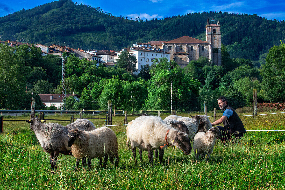 Latxa- und Carranzana-Schafe bei der Herstellung von Idiazábal-Käse in Ondarre, Goierri, Baskisches Hochland, Euskadi Spanien.