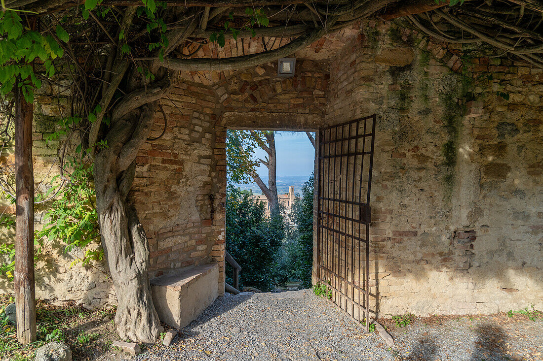 A gate into the Parco della Rocca, the ruins of a medieval fort in the walled town of San Gimignano, Italy. A giant ancient grape vine grows over the doorway.