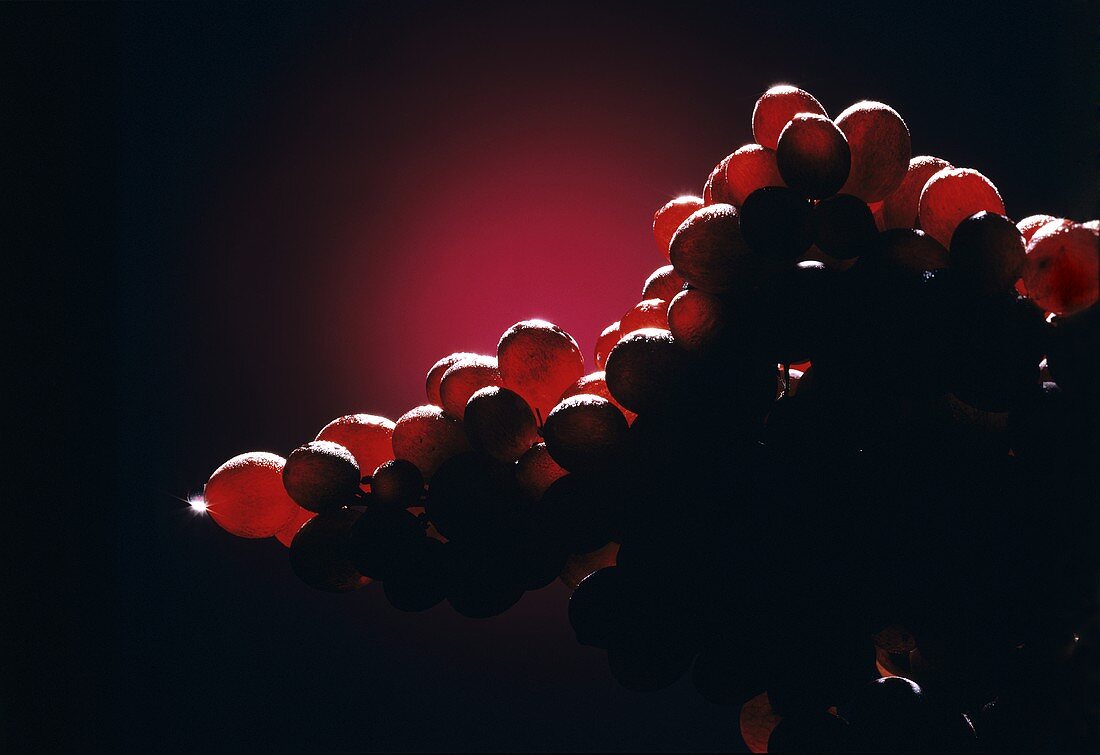 Silohetted Red Grapes