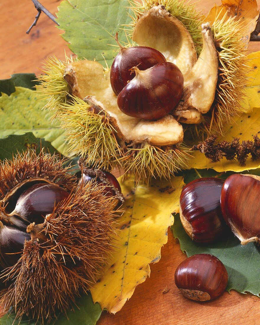 Sweet chestnuts, in brown shells & a few with prickly shells