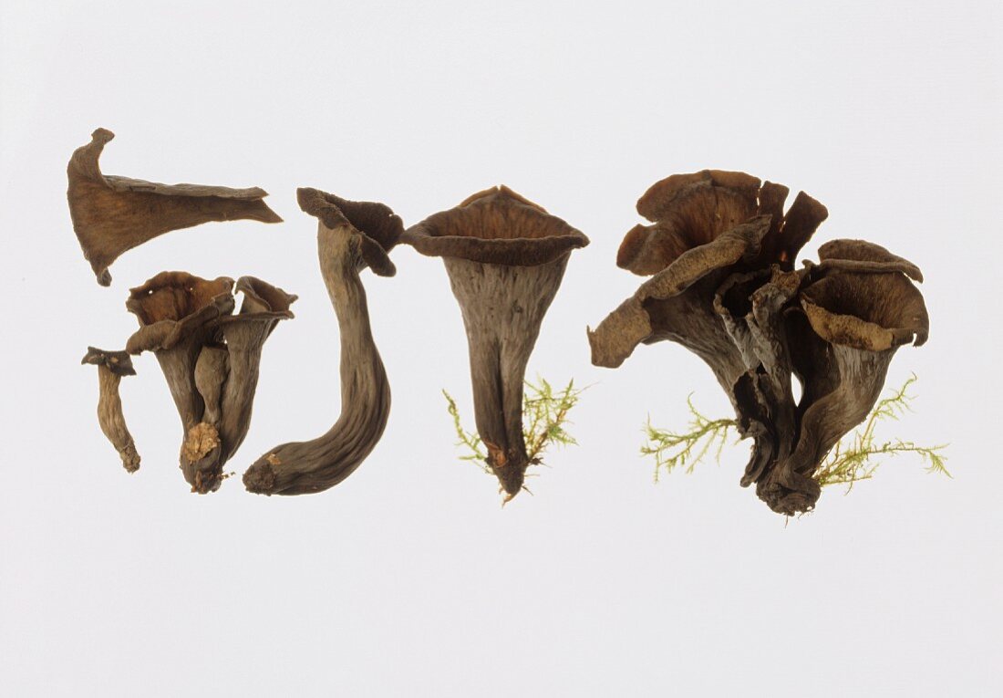 Mushrooms; a few black chanterelles (Horn of plenty)