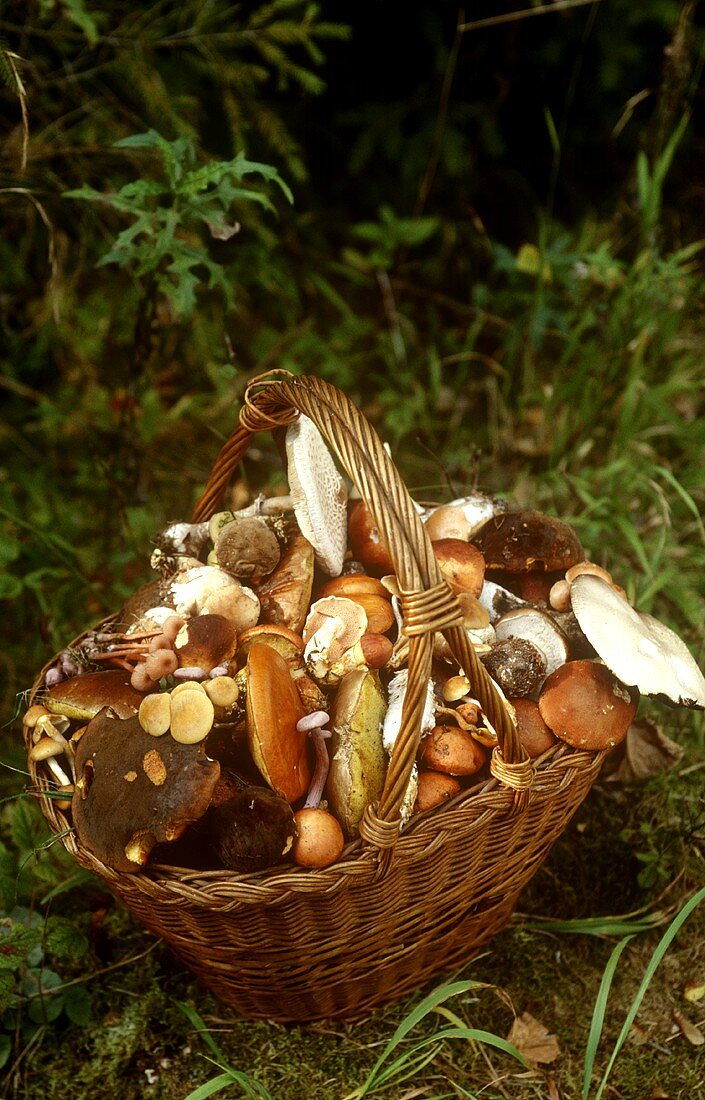 Freshly gathered forest mushrooms in basket in forest glade
