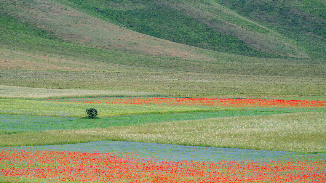 Poppies, cornflowers and wild mustard flowering during La Fioritura (The Flowering) on the Piano Grande (Great Plain), Castelluccio, Umbria, Italy