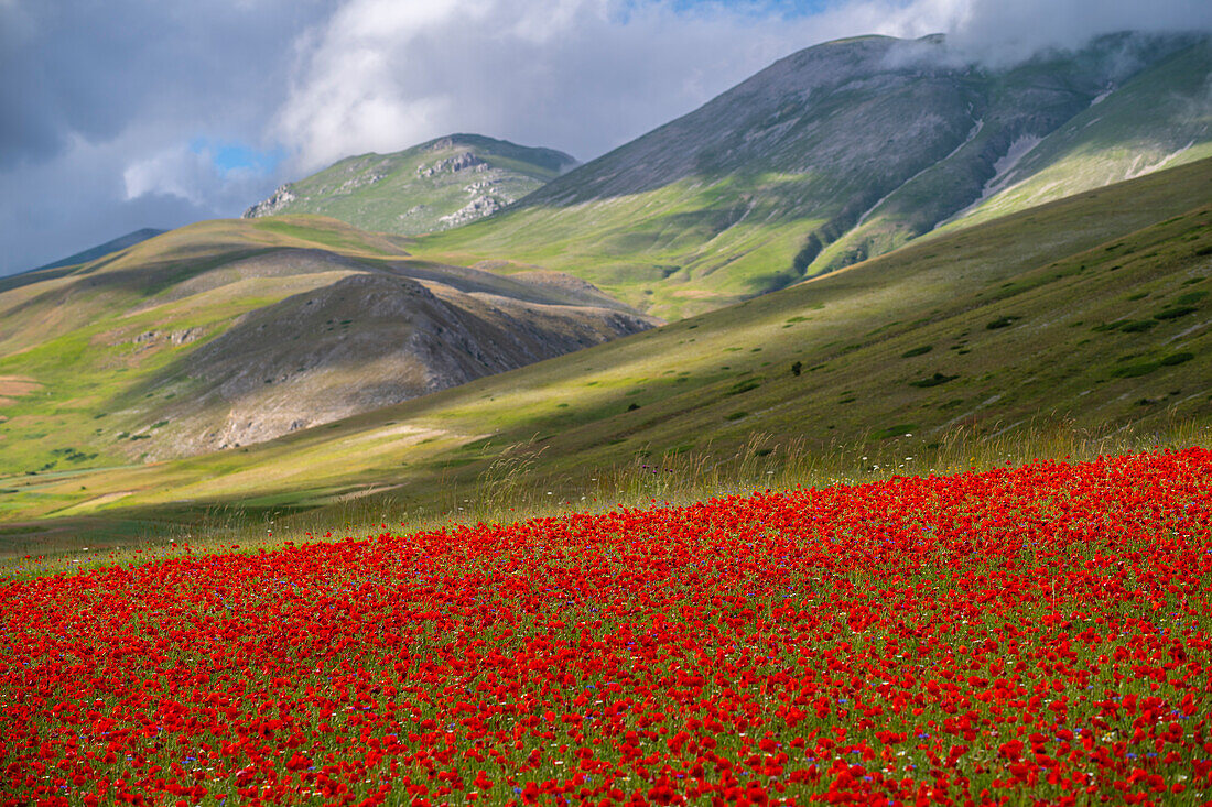 Poppies flowering during La Fioritura (The Flowering) on the Piano Grande (Great Plain), Castelluccio, Umbria, Italy