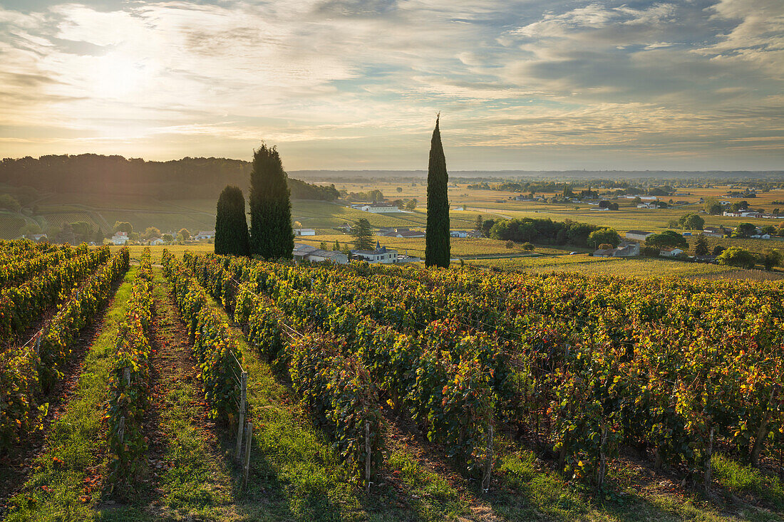 Saint Emilion vineyards in autumn, Saint Emilion, Gironde Department, Nouvelle Aquitaine, France, Europe, Europe