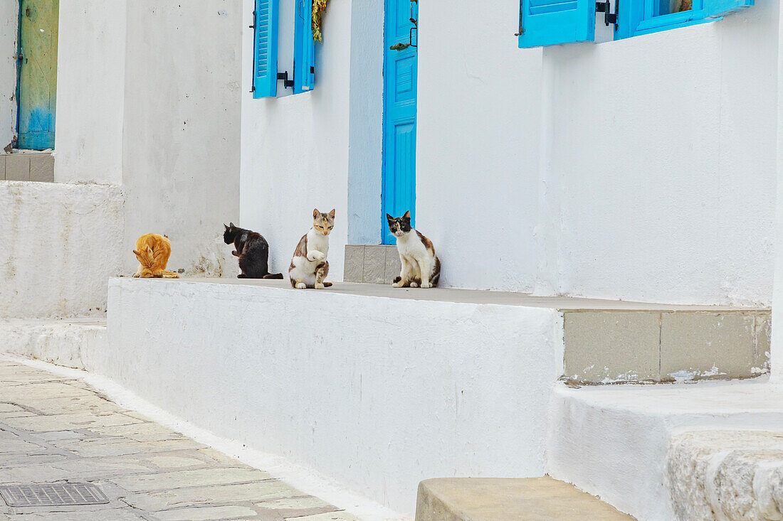 Cats by door in Old town street, Mandraki, Nisyros Island, Dodecanese Islands, Greek Islands, Greece, Europe