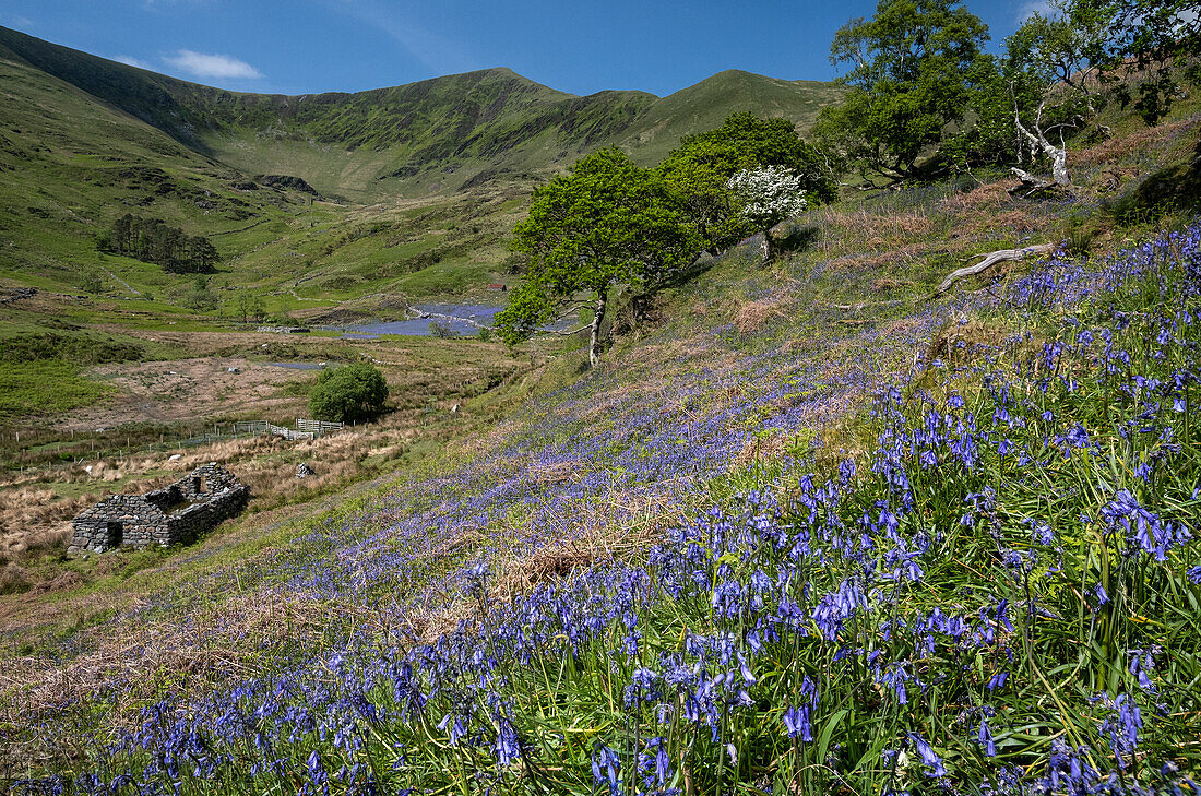 Blauglocken (Hyacinthoides non-scripta) in Cwm Pennant im Hintergrund der Nantlle Ridge, Cwm Pennant, Snowdonia National Park (Eryri), Gwynedd, Nordwales, Vereinigtes Königreich, Europa