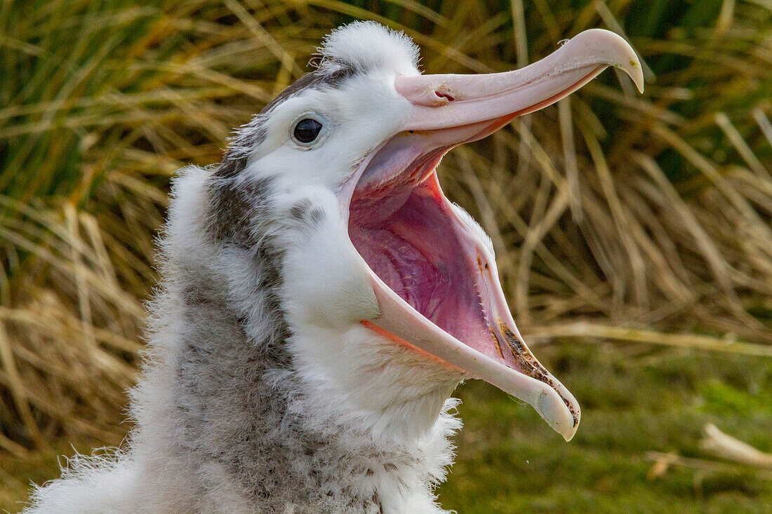 Küken des Wanderalbatros (Diomedea exulans) in der Brutkolonie auf Prion Island, Bay of Isles, Südgeorgien