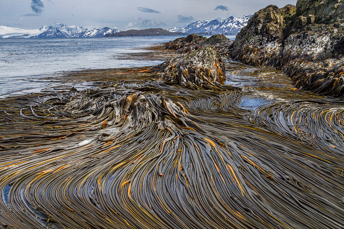 Patterns in the kelp at low tide on South Georgia Island, Southern Ocean