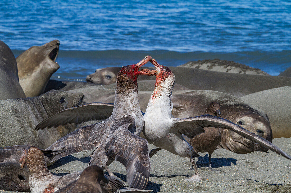 Northern giant petrels (Macronectes halli) fighting over the scavenging rights to a dead elephant seal pup at Royal Harbor, South Georgia