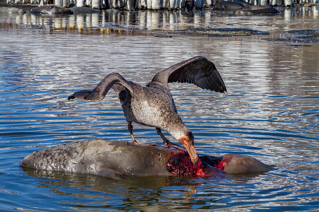 Northern giant petrel (Macronectes halli) scavenging and feeding on a dead fur seal pup at St. Andrews Bay, South Georgia