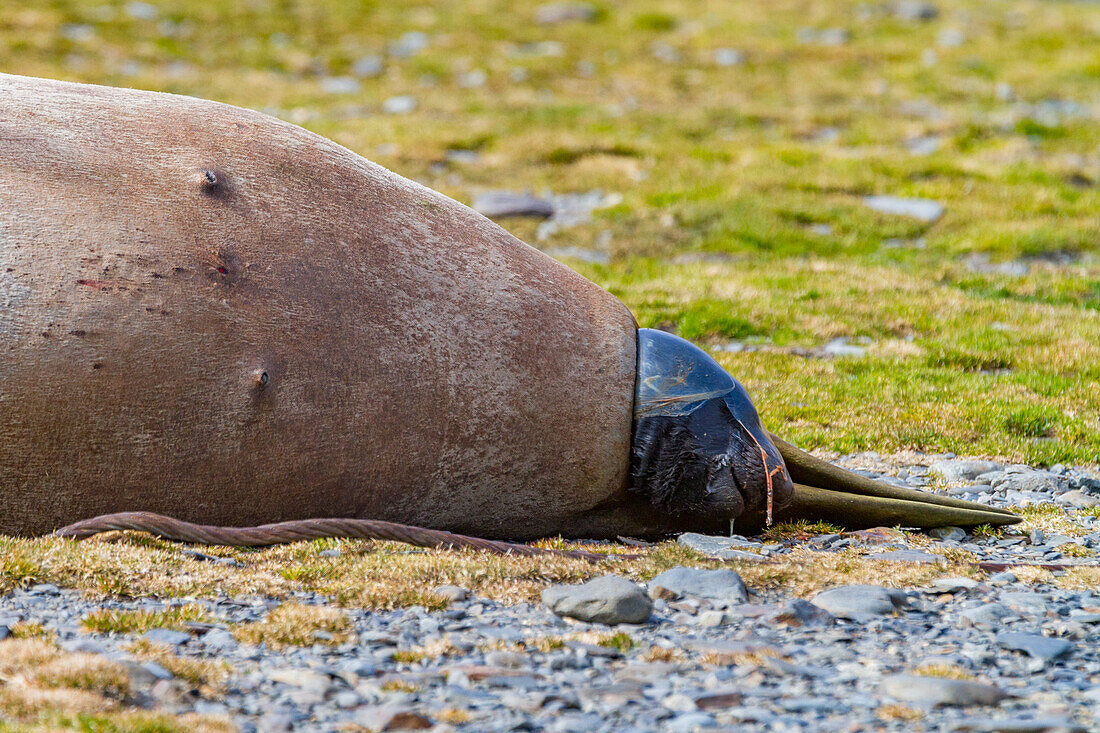 Pregnant female southern elephant seal (Mirounga leonina) giving birth on the beach in Stromness Bay, South Georgia Island