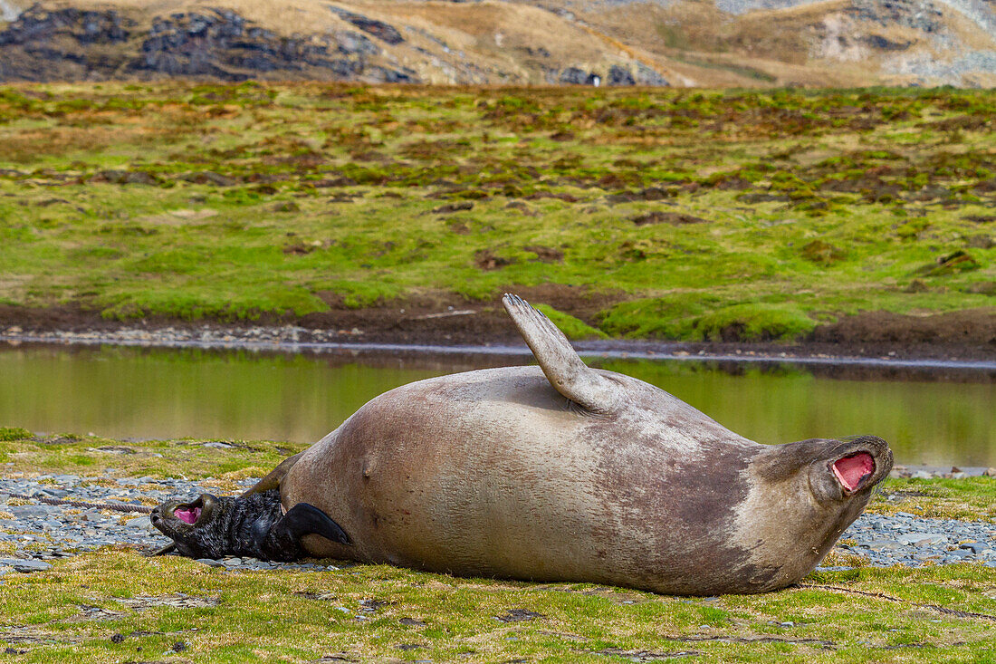 Pregnant female southern elephant seal (Mirounga leonina) giving birth on the beach in Stromness Bay, South Georgia Island