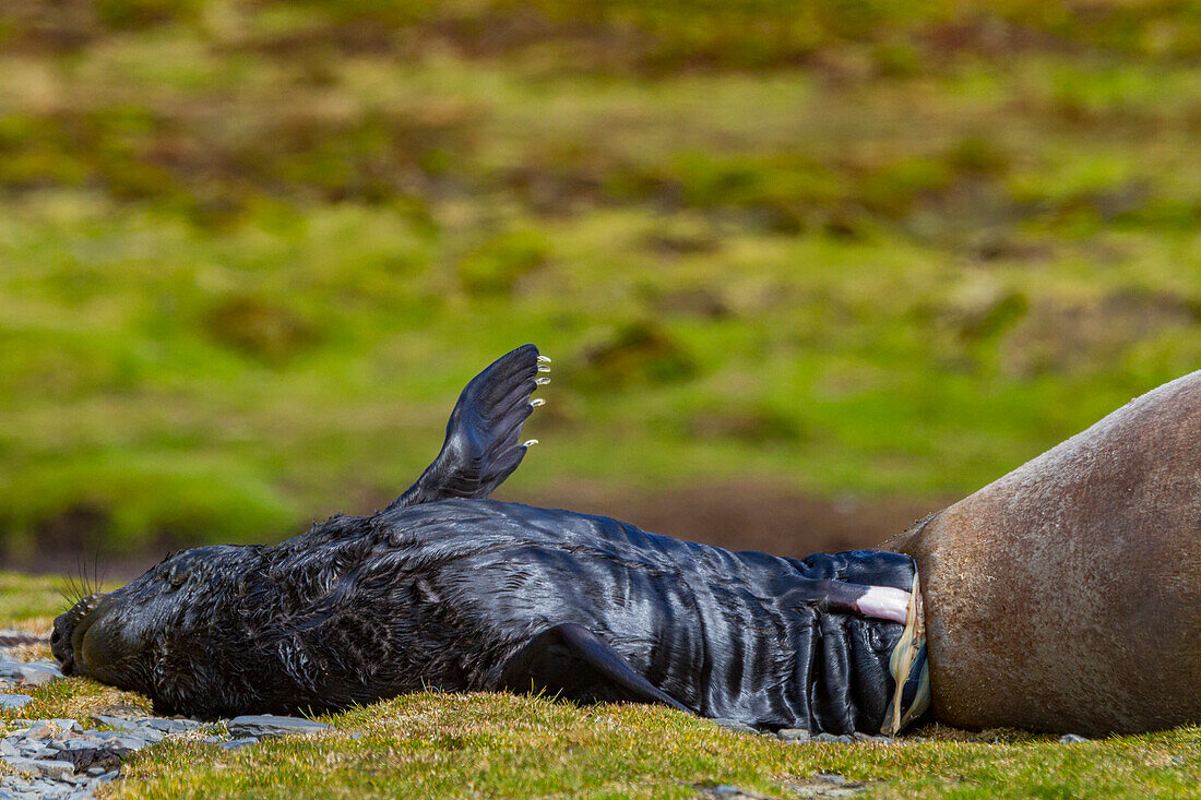 Pregnant female southern elephant seal (Mirounga leonina) giving birth on the beach in Stromness Bay, South Georgia Island