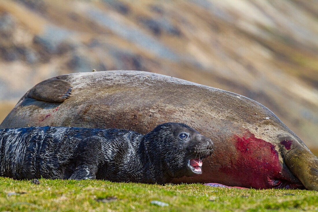 Female southern elephant seal (Mirounga leonina) with newborn pup on the beach in Stromness Bay, South Georgia Island