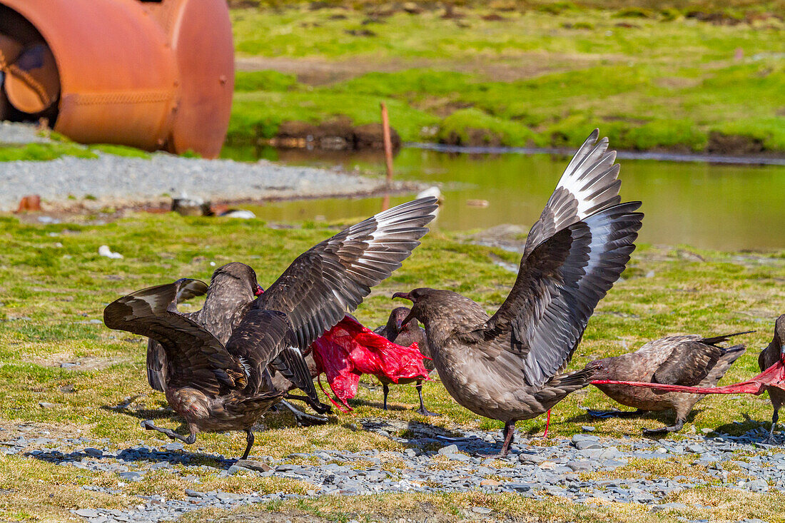 Skuas (Catharacta antarctica) fight for the afterbirth of a southern elephant seal, South Georgia