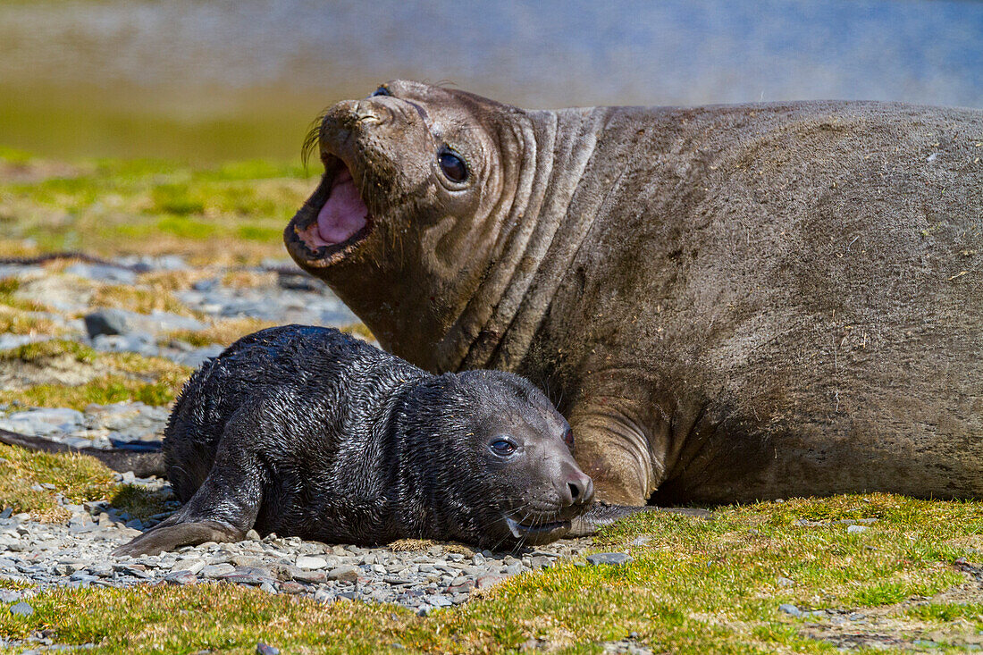 Female southern elephant seal (Mirounga leonina) with newborn pup on the beach in Stromness Bay, South Georgia Island