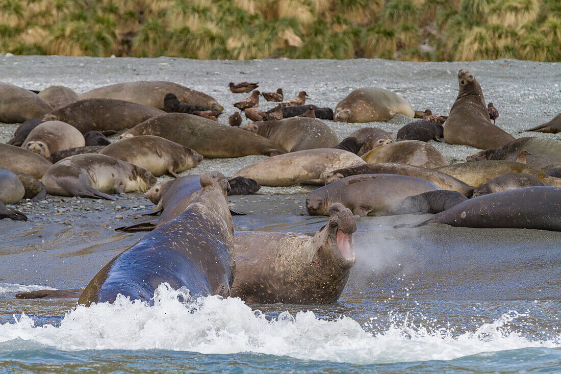 Adult bull southern elephant seals (Mirounga leonina) fighting for breeding grounds on South Georgia Island, Southern Ocean